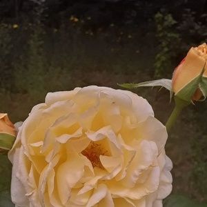 Meet your Posher, Barbara